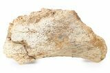 Fossil Dinosaur (Triceratops) Skull Section - Wyoming #264577-1